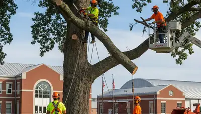 Tree service crew in Spokane, WA providing professional tree removal and trimming services