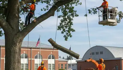 Tree service crew in Spokane, WA providing professional tree removal and trimming services