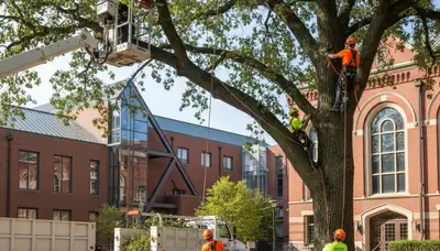 Tree service crew in Spokane, WA providing professional tree removal and trimming services