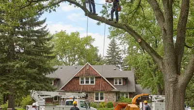 Tree service crew in Spokane, WA providing professional tree removal and cleanup